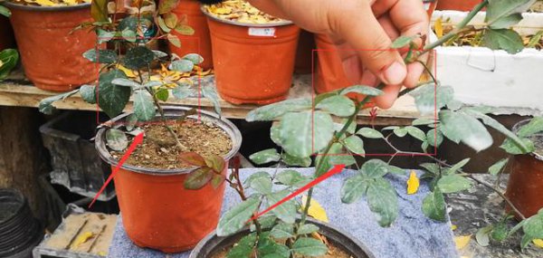 月季不开花的枝都要剪吗