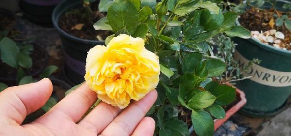 月季不开花的枝都要剪吗