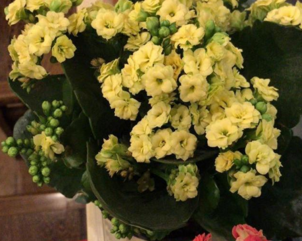 桔子皮泡多久可以浇花