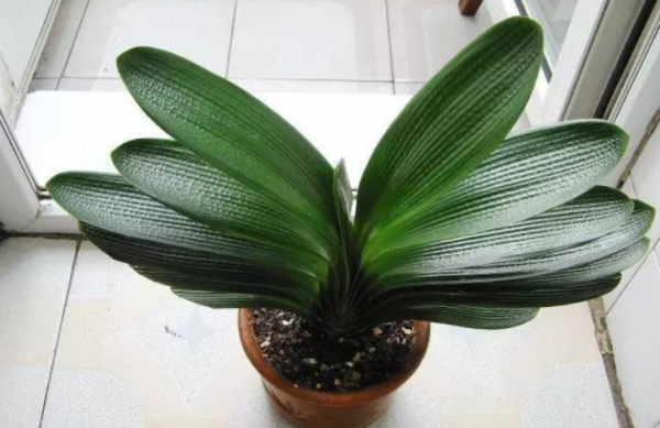 桔子皮泡多久可以浇花