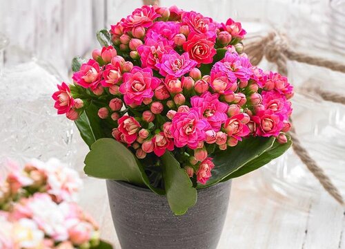 喜欢阳光的植物盆栽有哪些