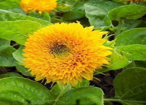 喜欢阳光的植物盆栽有哪些