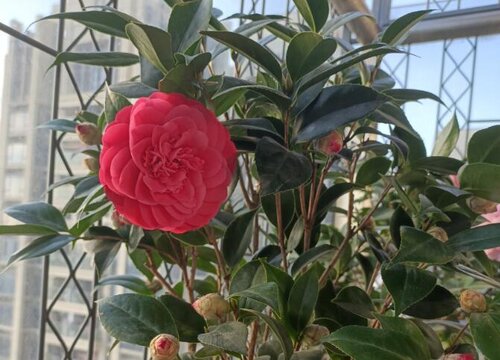 在北方如何养茶花才能养得好