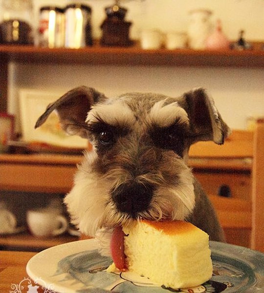 雪纳瑞智商排名