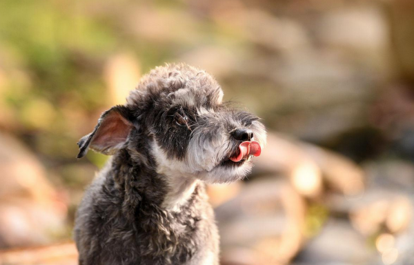 雪纳瑞智商排名