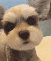 雪纳瑞智商排名