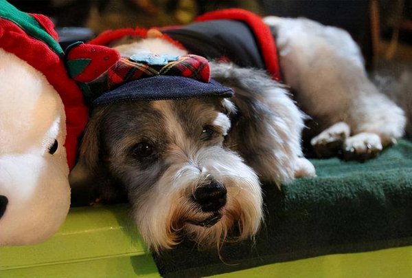 雪纳瑞智商排名