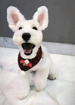 雪纳瑞智商排名