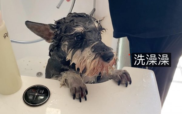 雪纳瑞智商排名