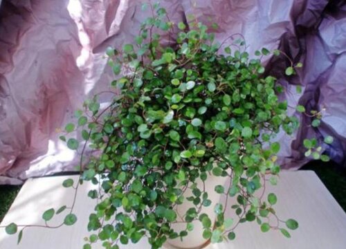 千叶吊兰是如何扦插的