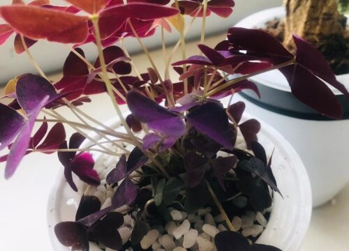 酢浆草可以水培吗