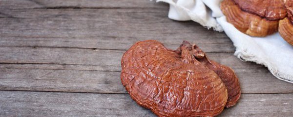 野生灵芝可以直接泡水喝吗