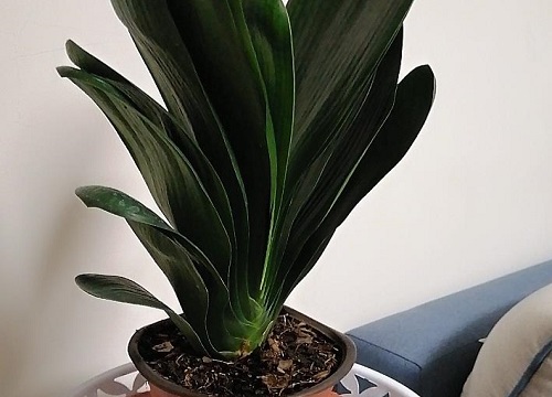 君子兰盆土里有虫子怎么办