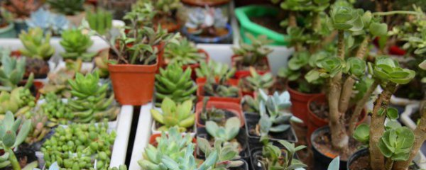 酒店床头放什么植物好