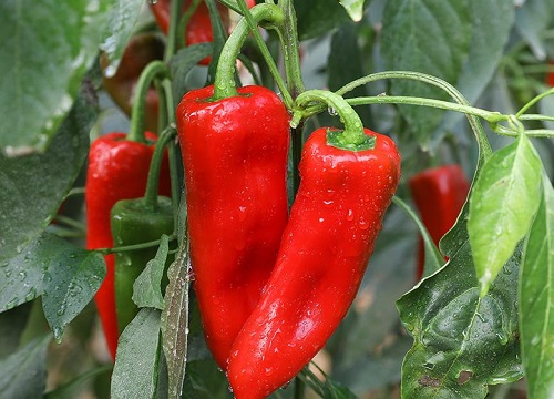 辣椒高产施肥的正确方法