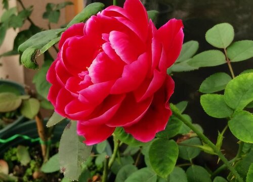 月季冬天落叶吗