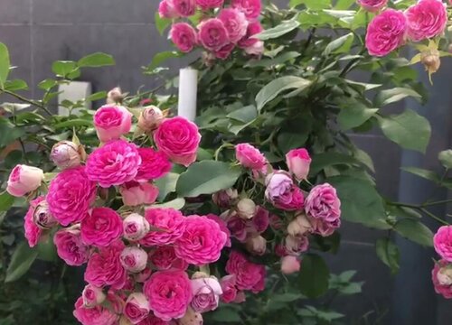 月季冬天落叶吗