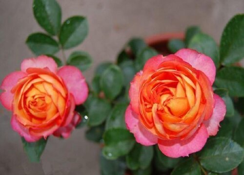 月季冬天落叶吗