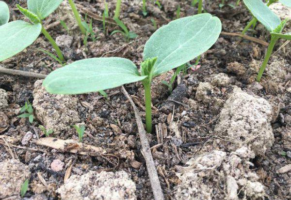 黄瓜的种子怎么育苗