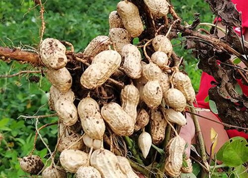 2023年春节花生能涨价吗