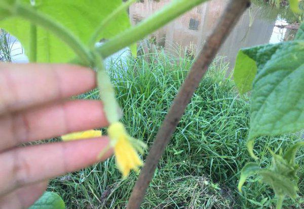 黄瓜的种子怎么育苗