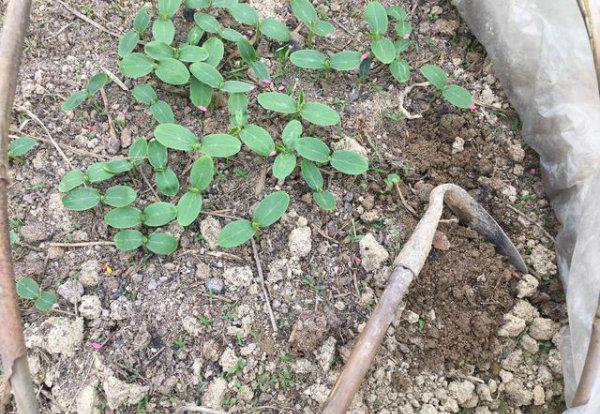 黄瓜的种子怎么育苗