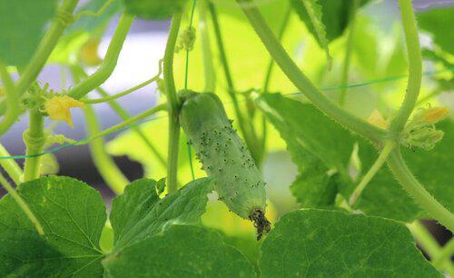 黄瓜的种子怎么育苗