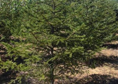 云杉属于灌木还是乔木 云杉是乔木还是灌木植物