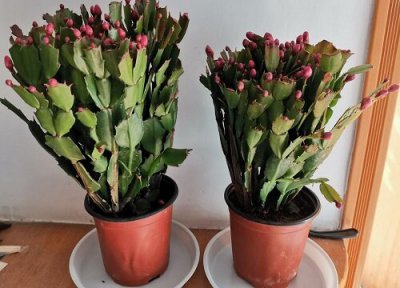 蟹爪兰怎么上盆好看 蟹爪兰如何上盆成活更有保障