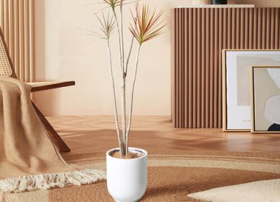 千年木夏季怎么养 夏天怎么养千年木生长旺盛