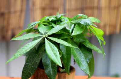 发财树叶子发黄怎么处理补救 黄叶干枯掉落怎么救治