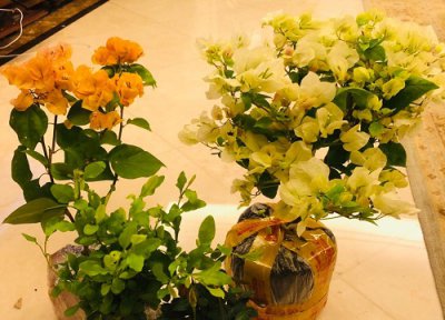 三角梅怎么扦插成活率比较高 用什么扦插三角梅最管用最能成活吗