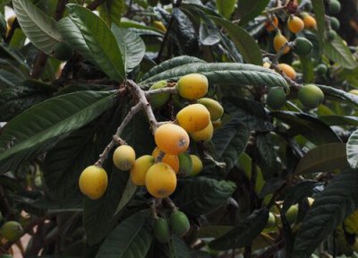 枇杷是热带水果吗 枇杷属于热带水果吗