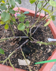 月季黑杆的原因及补救方法 月季黑杆的防治方法都在这里