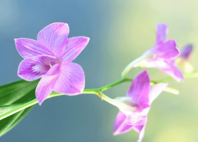 石斛花什么时候开花 花期是几月份