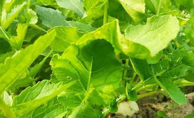 幼苗期的萝卜该如何追肥 萝卜出苗后什么时候施肥