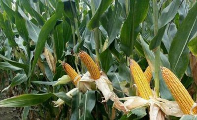 鲲玉8号玉米品种简介 鲲玉8号种子价格 特征特性