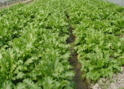 雪菜种植时间和方法 在几月份栽种最好