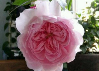 粉伍德月季是藤本还是灌木 粉伍德月季属于藤本还是灌木