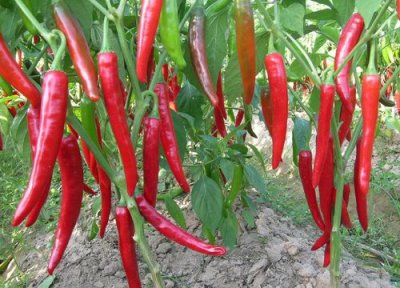 尖椒种植时间和方法 尖椒种植季节气候温度