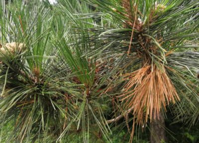 植物染上病害该怎么处理 如何处理植物经常发生的病虫害
