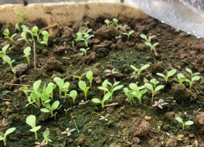 油麦菜种植时间 油麦菜种植时间和方法