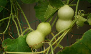 葫芦需要去皮吗 葫芦是否需要把皮刮掉食用