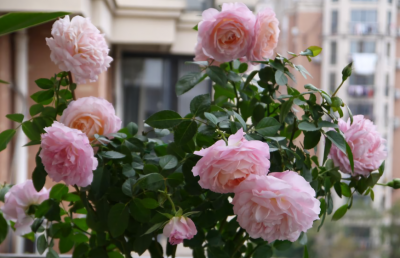 家庭养花自制花肥29种方法 自制花肥料又好又不臭方法