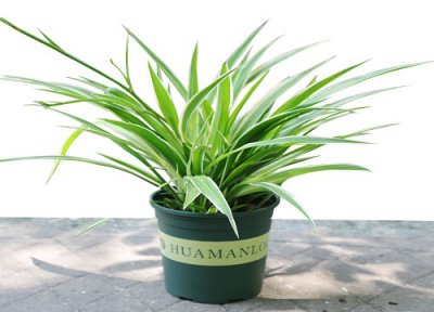 吊兰何时扦插 吊兰扦插时间和方法