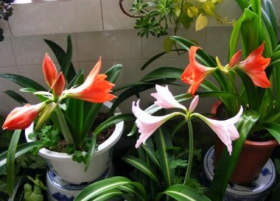 朱顶红为什么不长侧牙