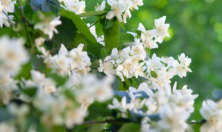 满天星种子要泡几天发芽 满天星种子泡发芽的方法介绍