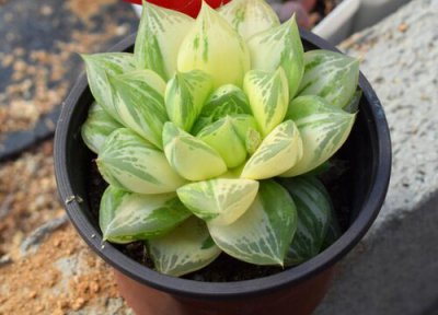 宝草玉露徒长了怎么办 宝草玉露徒长是什么样子