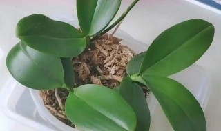 蝴蝶兰什么季节换盆 蝴蝶兰换盆适合什么季节好