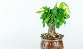 客厅适合摆什么植物 客厅摆放哪些植物好